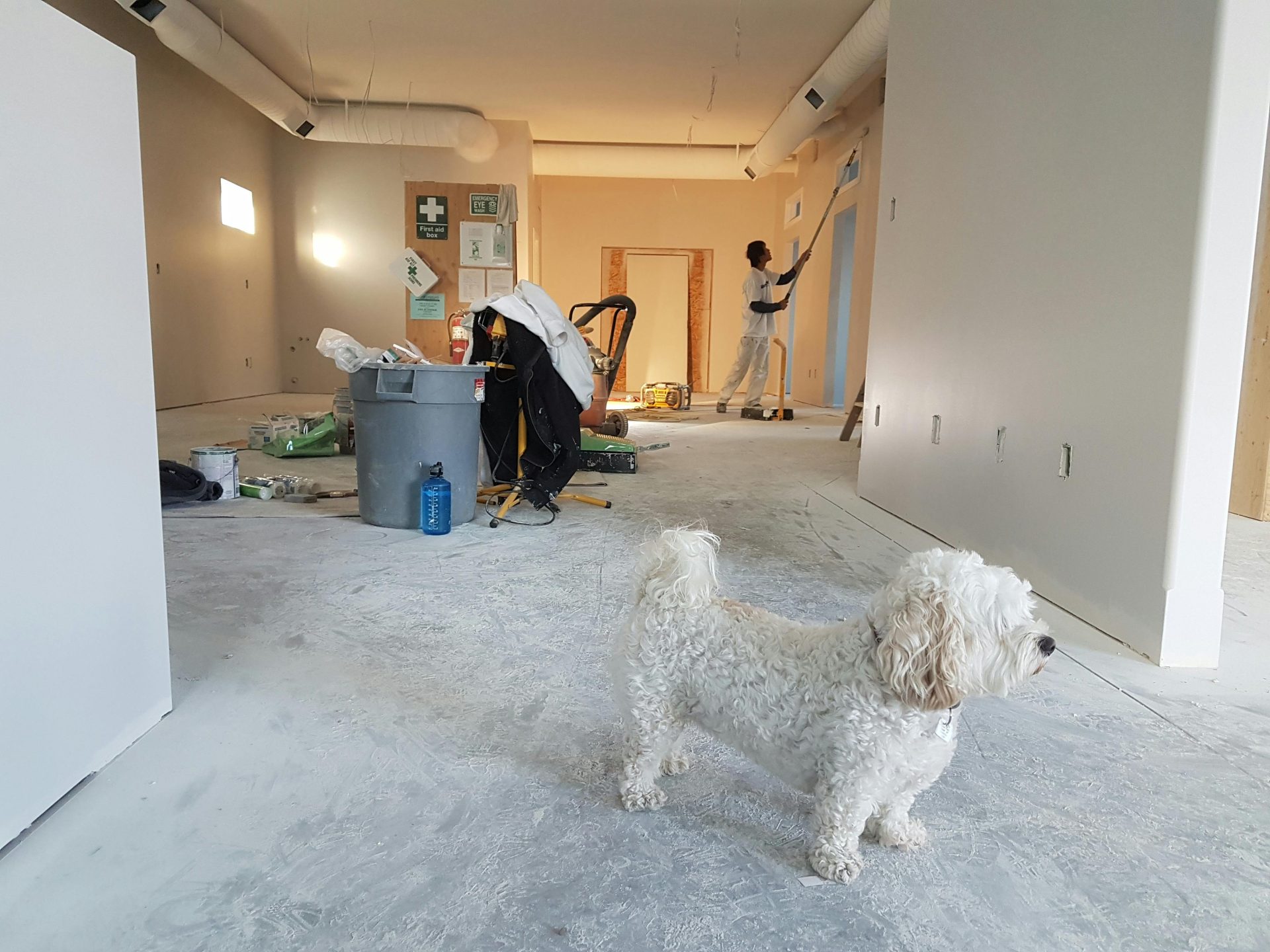 Escena de renovación de interior con un pintor trabajando y un perro en primer plano.